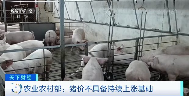 豬肉價格，為何漲了？接下來怎么走？農(nóng)業(yè)農(nóng)村部最新回應(yīng)