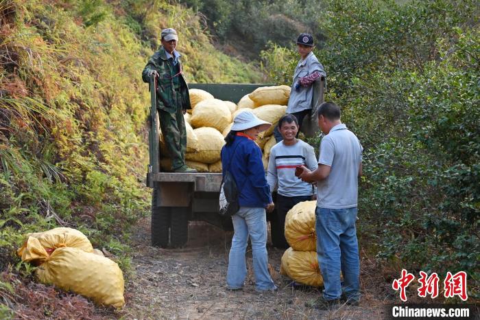 一包包油茶果裝上貨車陳楚紅攝 一包包油茶果裝上貨車陳楚紅攝