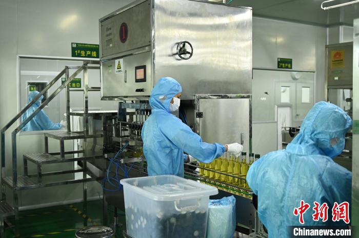 油茶深加工現(xiàn)場陳楚紅攝 油茶深加工現(xiàn)場陳楚紅攝