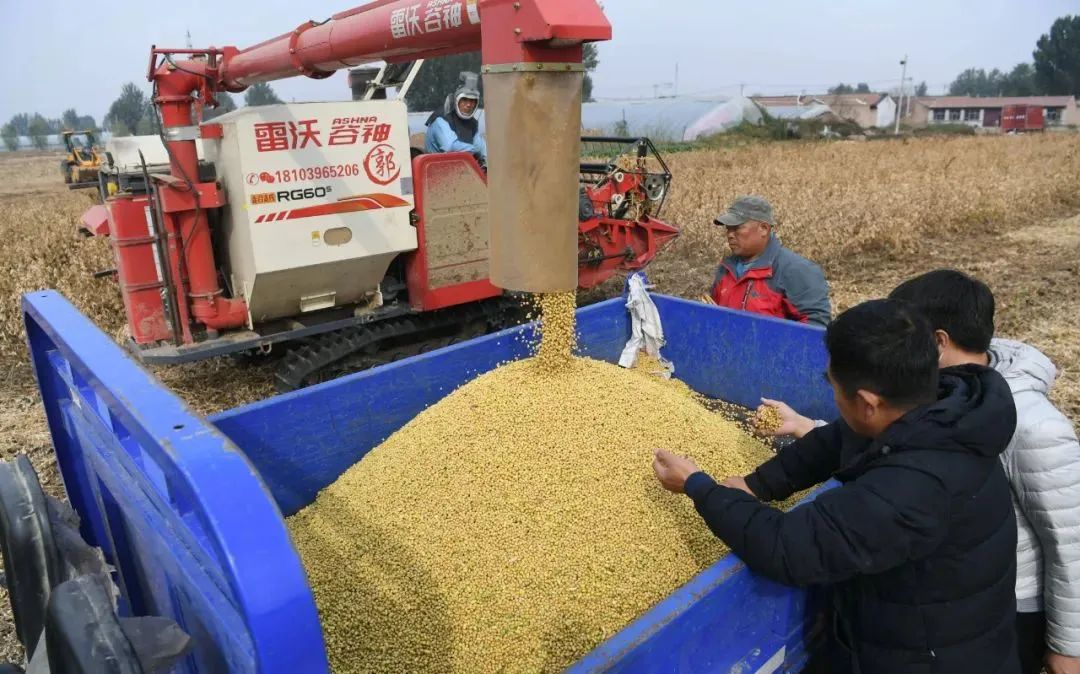 糧安天下，大豆振興之路還需面對哪些挑戰(zhàn)？
