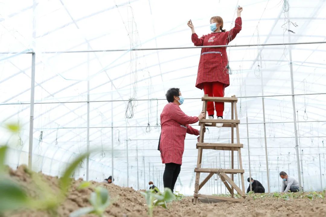 超30省區(qū)市將遭寒潮速凍，17條蔬菜生產(chǎn)官方指導(dǎo)，建議收藏！