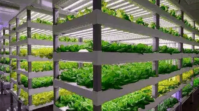 “植物工廠” 是什么，怎么建？