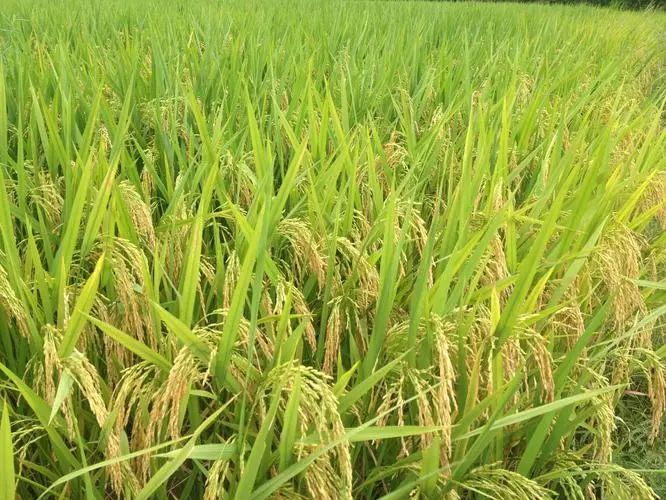 中國(guó)雜交水稻扎根馬拉維