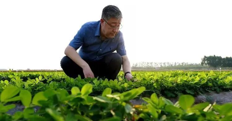 萬(wàn)書(shū)波：和花生較真40載