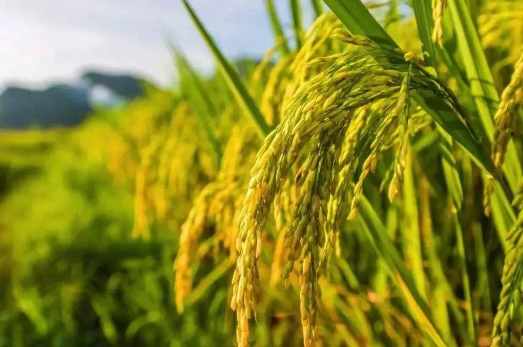 世界農業(yè) | 越南推廣低碳水稻種植
