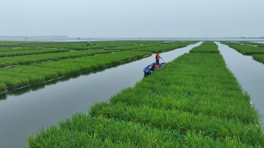 我國(guó)成功在大型煤田沉陷區(qū)上種植水稻
